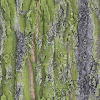 Seamless Bark 0015